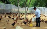 Đặc sản gà Mò nuôi không đủ bán, lập tổ hợp tác cùng nhau sản xuất