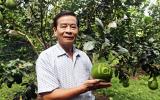 Đại gia chi bạc triệu mua bằng được loại quả này chưng Tết