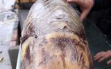Đại gia mê nhậu, cá quý trăm triệu ùn ùn về Hà Nội