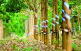 Đại gia Việt 'rút két' hơn 4 tỷ USD trồng cao su, mía đường ở Lào, Campuchia