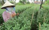 Dân vùng nước mặn miệt mài chăm hoa kiếm tết