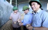 Đánh bạc vào nuôi trâu bò hay là lúc 