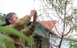 Đào chết 'trơ xương', người trồng đào Hà Tĩnh lo mất tết