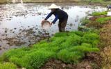 Đất đai manh mún - Lực cản đầu tư dài hạn vào nông nghiệp