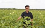 Đậu bắp xuất khẩu đang có thị trường