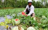 Đầu mùa, nông dân khóc ròng vì dưa hấu bán không ai mua