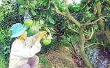 ĐBSCL:  Mưa, nắng thất thường, dân miền Tây lo thất mùa vụ trái cây Tết