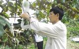 Để vú sữa được xuất ngoại