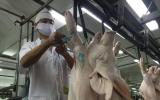 Đề xuất cấm heo không 'lai lịch' vào thành phố
