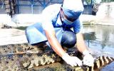 Đến cá sấu cũng 'sợ' thương lái Trung Quốc