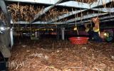Đi mượn 260m2 trồng nấm rơm kiểu mới, mỗi tháng lãi 15 triệu đồng