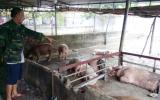 Dịch bệnh gia súc, gia cầm trở lại