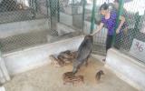 Điểm sáng mô hình trang trại chăn nuôi lợn rừng