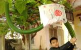Đổ xô đi xem quả bầu 