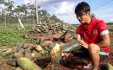 Doanh nghiệp mất tích, hàng nghìn tấn bí của nông dân vứt ngoài đồng
