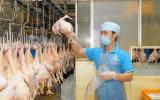 Doanh nghiệp xếp hàng chờ... xuất khẩu thịt gà