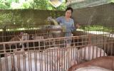 Đồng Nai 'giải cứu' heo bằng cách xẻ thịt bán cho công nhân