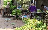 Đồng Nai: Nông nghiệp điêu đứng vì cà, xoài, chuối, lợn