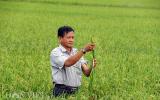 Đồng Tháp: Nông dân 4.0 với kỳ tích tạo ra 5 giống lúa đặc sản
