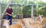 Đột nhập trang trại nuôi hươu, nai lấy nhung lớn nhất ở Đồng Nai