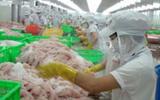 Giá cá tra tăng cao, người nuôi vẫn dè dặt