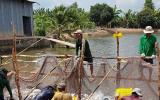 Giá cá tra tăng, người nuôi xót ruột không có hàng để bán