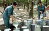 Giá cao su tăng cao