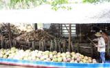 Giá dừa khô tăng cao