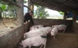 Giá heo hơi 30/4: Ngành chăn nuôi lợn lâm cuộc 
