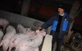 Giá heo hơi mới nhất 16/4: Quay đầu giảm xuống 38.000 đ/kg, do doanh nghiệp giở trò?