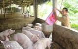 Giá heo hơi tăng bất thường: Không tin được con số thống kê đàn lợn