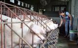 Giá heo hơi tăng gấp đôi năm 2017, nông dân vẫn chưa dám tăng đàn