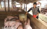 Giá heo hôm nay 14/3: Heo siêu đẹp mã mới được 35.000 đ/kg, thương lái mua dè dặt