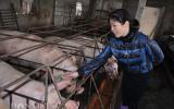 Giá heo hôm nay 15/1: Mới nhất 38.000đ/kg tại nơi giáp biên, dự báo giá heo Tết sẽ tăng?