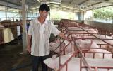 Giá heo hôm nay 25.8: Heo giống 20kg chỉ còn 700.000 đ/con