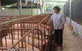 Giá heo hôm nay 28/2: Sát rằm tháng Giêng giá heo vẫn ì ạch, gà ta lại đắt hàng