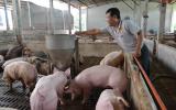 Giá heo hôm nay 3/3: Đổ nợ vì heo, 10 hộ chăn nuôi 9 hộ bỏ nghề, lo 'đại gia' FDI thâu tóm thị trường