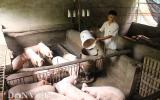 Giá heo hôm nay 8/1: Miền Nam tăng tốc lên 33.000 đồng/kg, miền Bắc heo đi biên gặp khó