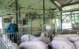 Giá heo (lợn) hơi hôm nay: Từ sáng nay 7.6, TP.HCM tăng giá thịt lợn do giá lợn hơi tăng