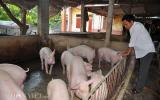 Giá heo (lợn) hôm nay 5.12: Thương lái Trung Quốc trả giá 