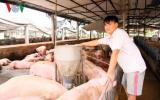 Giá heo tăng mạnh: Thận trọng tái đàn