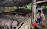 Giá lợn (heo) hôm nay 13.11: Giá lợn tiếp tục giảm 1.000 đồng/kg, người nuôi vẫn có thể hòa vốn?