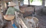 Giá lợn (heo) hôm nay 21.10: Xuất khẩu lợn sang Trung Quốc chỉ đạt 2,4 triệu con giảm 80%, giá lợn hơi chưa thể cải thiện