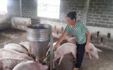 Giá lợn (heo) hôm nay 25.10: Miền Bắc bất ngờ tăng lên 32.000 đ/kg, giá lợn miền Nam thấp nhất cả nước