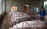 Giá lợn (heo) hôm nay 7.11: Mới tăng đã lại giảm, nhiều tỷ phú nuôi lợn cũng ngao ngán cầm cự đàn lợn