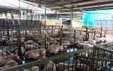 Giá lợn hơi lao dốc thê thảm, thương lái đua ép giá