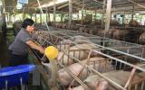 Giá lợn hơi tăng nhẹ, người chăn nuôi vẫn lỗ