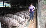 Giá lợn hôm nay 2.10: Lợn cả 3 miền giảm giá trong tuần qua, giá lợn sau vụ bơm thuốc vào 5.231 con lợn sẽ diễn biến thế nào?