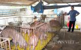 Giá lợn hôm nay 21.7: Đồng Nai 35.000 đ/kg, nghi C.P thao túng giá?