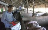 Giá lợn hôm nay 29.9: Không lên nổi 35.000 đ/kg, thua lỗ nặng, dân chán lợn bỏ bê, dịch LMLM bùng phát